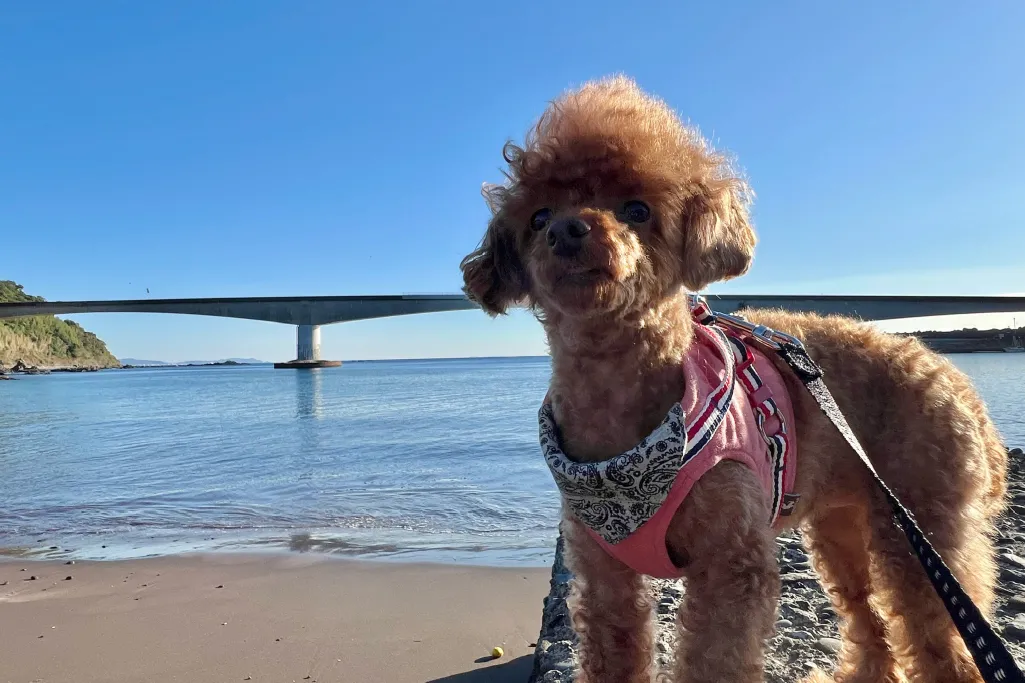 真鶴 A棟 愛犬と過ごせる別荘