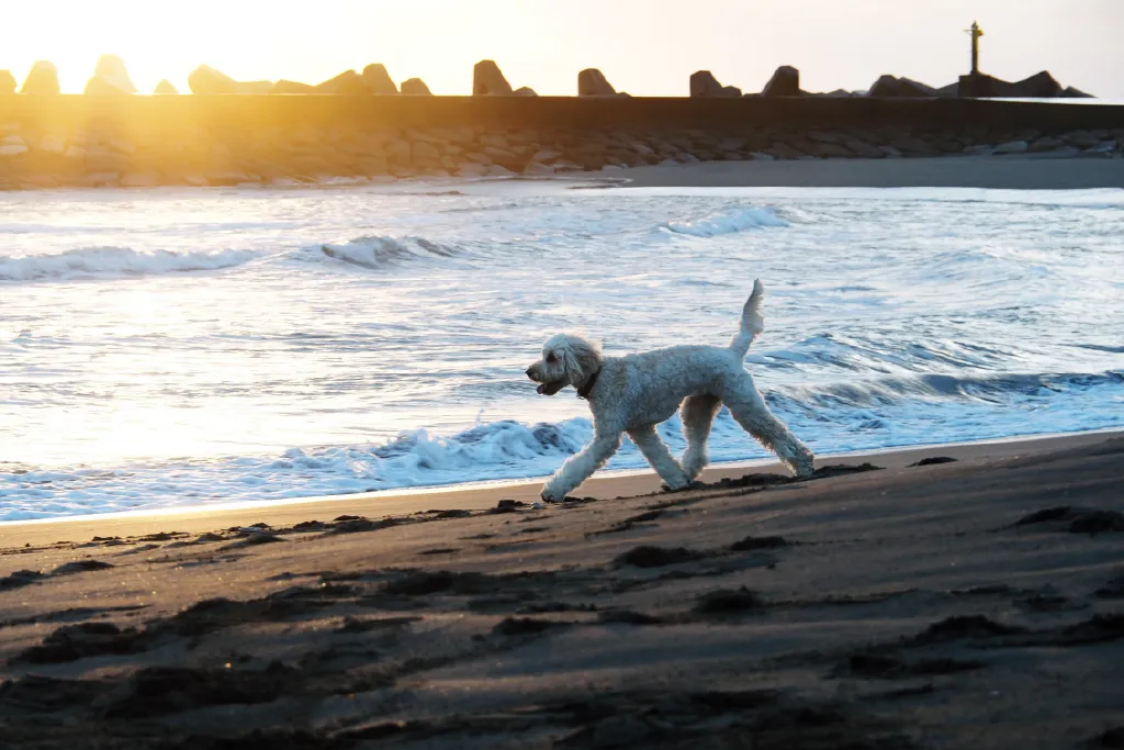 WITH SEA 一宮NORTH 愛犬と過ごせる別荘